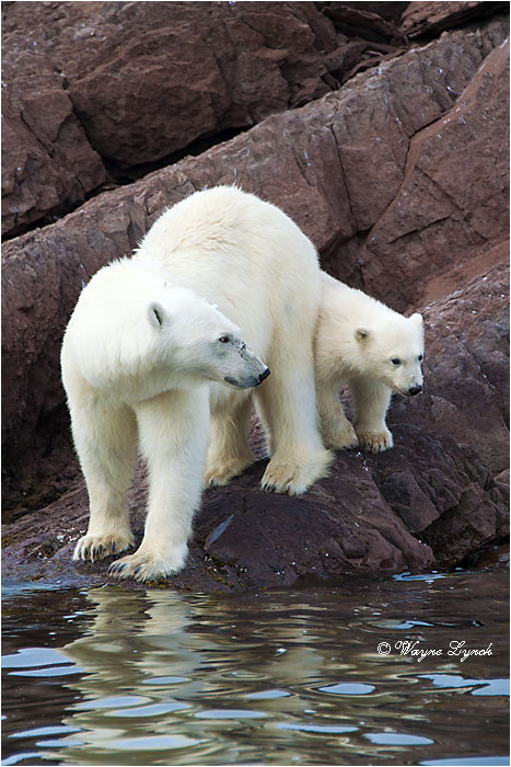 Female Polar Bear and Cub 104 by Dr. Wayne Lynch &copy;